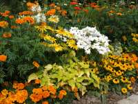 Gartenvortrag für Gärtner: Farbgestaltung mit Sommerblumen