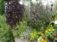 Gartenvortrag Kräuter